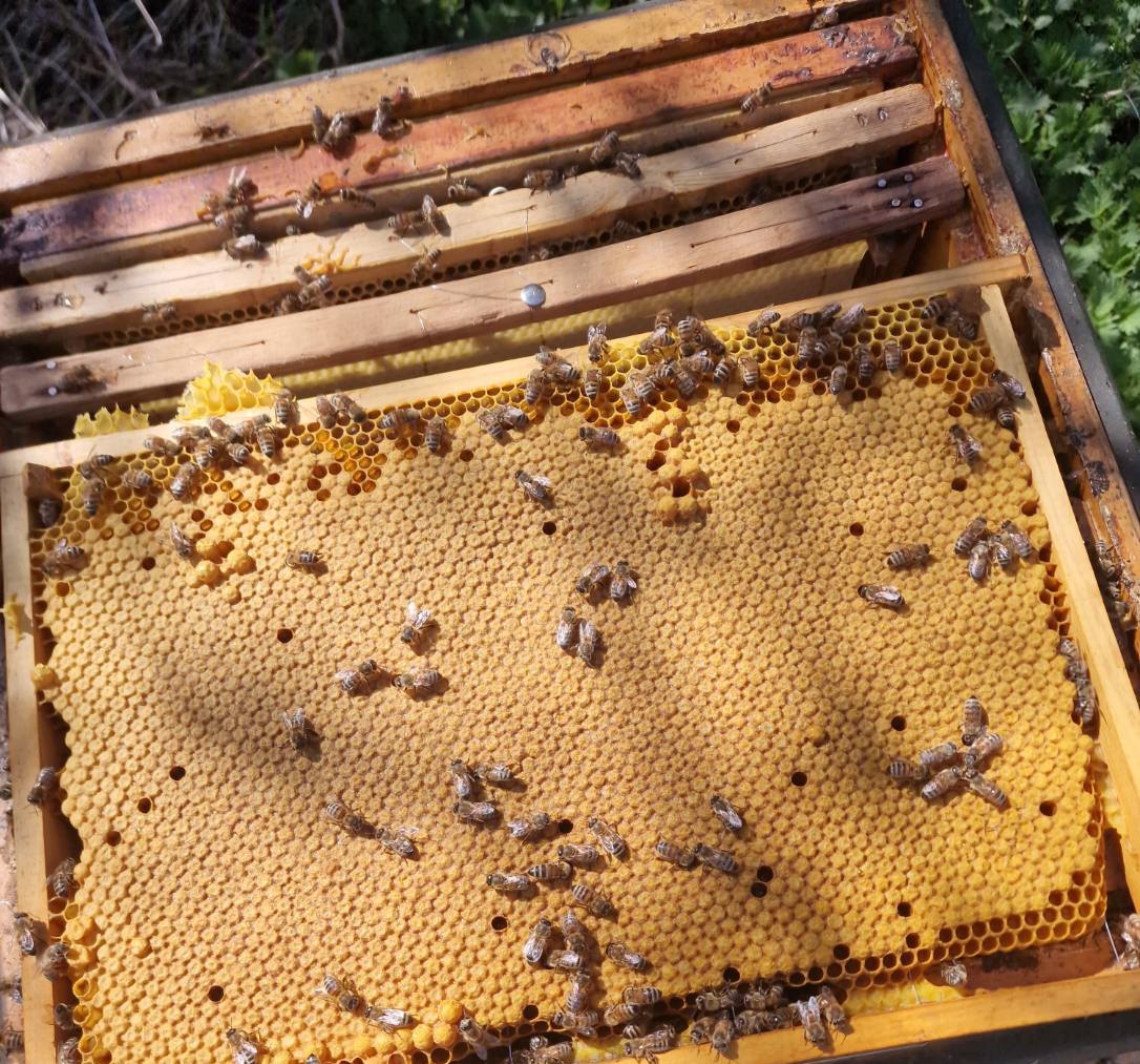 A healthy bee colony on the comb