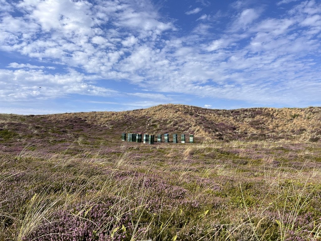 Beehives among flowering heather in West Jutland